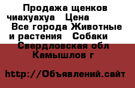 Продажа щенков чиахуахуа › Цена ­ 12 000 - Все города Животные и растения » Собаки   . Свердловская обл.,Камышлов г.